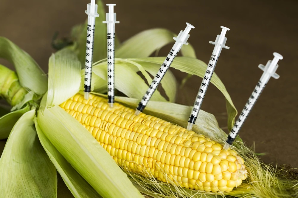 ethics-and-genetically-modified-foods